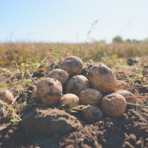 【無農薬・自然栽培】ジャガイモ（男爵薯）10kg